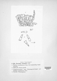 Puccinia coronata image